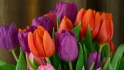 Red and purple tulips.