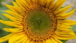 Close up of Sunflower