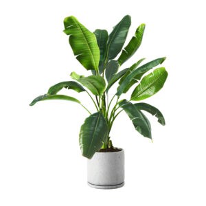 Houseplant