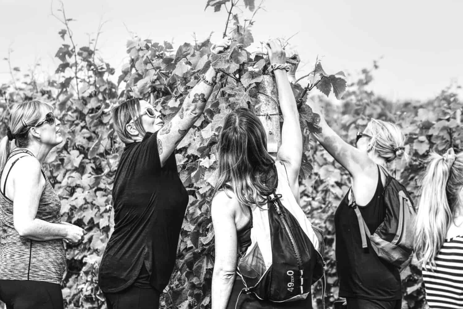 Ryedale Vineyards Tour