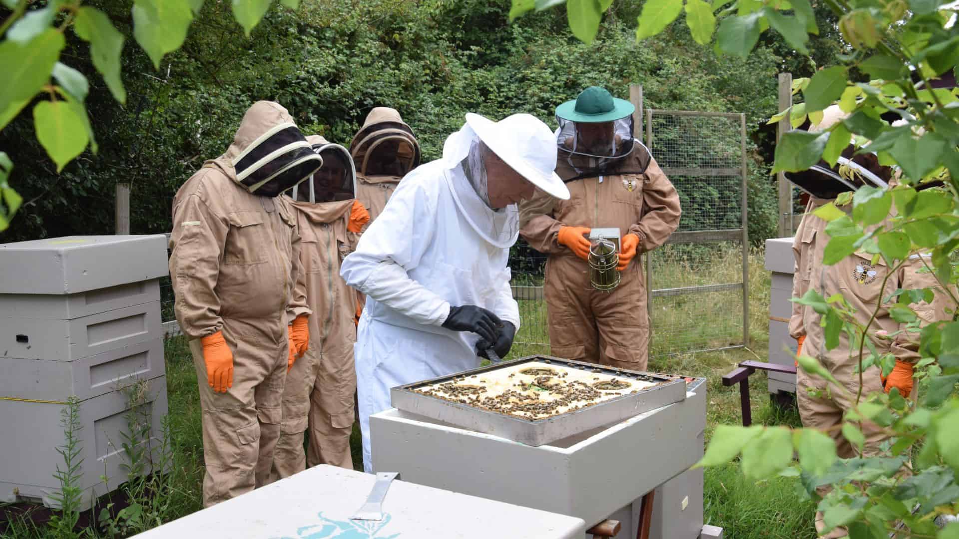 Oakdale Bee Experience
